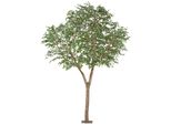Pianta Artificiale Di Ficus Benjamina Alta 310 Cm, Di Facile Manutenzione, Fusto Naturale E Decorazione In Plastica