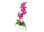 Orchidea Phalaenopsis 60 Cm Con 9 Fiori Rosa In Un Elegante Vaso Di Ceramica Da 13 Cm
