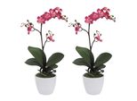 Set Di 2 Piante Artificiali Phalaenopsis Cassandra 55 Cm Cerise In Vaso Di Ceramica Bianca 11 Cm