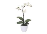 Set Di 2 Orchidee Artificiali Phalaenopsis Cassandra 55 Cm In Vaso Di Ceramica Bianca 11 Cm Crema