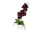 Orchidea Phalaenopsis 60 Cm Con 9 Fiori, Di Colore Viola, In Un Elegante Vaso Di Ceramica Da 13 Cm