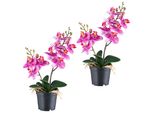 Set Di 2 Orchidee Phalaenopsis 28 Cm - Piante Artificiali Realistiche In Vaso