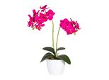 Set Di 2 Orchidee Phalaenopsis Da 50 Cm In Vaso Di Ceramica Bianca 11 Cm