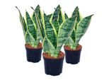 Set Di 3 Sansevieria Trifasciata - Canapa Fiocco Giallo-Verde - Vaso 9Cm