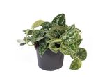 Efeutute - Scindapsus Pictus Arguraeus, Vaso Da 12 Cm