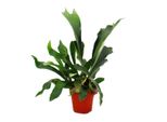 Platycerium Bifurcatum - Felce Di Corna In Vaso Da 12 Cm