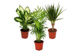 Cuore Esotico - Set Di Piante D'appartamento Dieffenbachia Chamaedorrea Elegans- Dracaena Marginata 3 Piante Di Facile Cura Che Purificano L'aria In Un Vaso Da 12 Cm