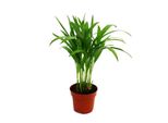 Areca - Chrysalidocarpus Lutescens - Palma Da Frutto Dorata In Vaso 12 Cm