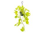 Pianta Da Appartamento Da Appendere Edera Luminosa Epipremnum Golden Pothos Scindapsus Vaso Da Appendere Da 14 Cm