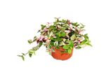 Fiore Esotico A Cuore Triplo Tradescantia Quadricolor Pianta D'appartamento Pendente Di Facile Cura Vaso Da 12 Cm
