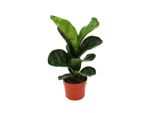 Cuore Esotico - Fico Violino - Ficus Lyrata - 1 Pianta - Facile Da Curare - Purificatore D'aria - Vaso Da 12Cm