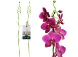 Kotarbau® Set Di 2 Supporti Per Piante Pvc Verde 55 Cm Abete Supporto Per Fiori Ausilio Per L'arrampicata Piante Da Interno Supporto Per Fiori Giardino Orchidea Asta Di Supporto Piante Supporto Decorativo Per Piante Da Interno Aste Per Arrampicata Piante