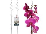 Kotarbau® Set Di 2 Supporti Per Piante In Pvc Trasparente Da 58 Cm A Spirale Supporto Per Piante Rampicanti Supporto Per Piante Da Interno Supporto Per Orchidee Da Giardino Supporto Per Piante A Stelo Supporto Per Piante Decorative Supporto Per Piante Da Interno Ranghi