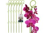 Kotarbau® Set Di 6 Supporti Per Piante In Pvc Verde Da 58 Cm Supporto Per Fiori Ausilio Per L'arrampicata Piante Da Interno Supporto Per Fiori Giardino Asta Di Supporto Per Orchidee Piante Supporto Decorativo Per Piante Da Interno Aste Per Arrampicata Piante Da Interno