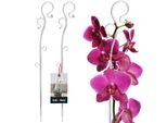 Kotarbau® Set Di 2 Supporti Per Piante In Pvc Trasparente Da 39 Cm Supporto Per Piante Rampicanti Supporto Per Piante Da Interno Supporto Per Orchidee Da Giardino Supporto Per Piante Bastone Decorativo Supporto Per Piante Da Interno Bastoni Per Piante Rampicanti