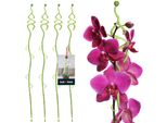 Kotarbau® Set Di 4 Supporti Per Piante In Pvc Verde 55 Cm Abete Supporto Per Fiori Ausilio Per L'arrampicata Piante Da Interno Supporto Per Fiori Giardino Orchidea Asta Di Supporto Piante Supporto Decorativo Per Piante Da Interno Aste Per Arrampicata Piante