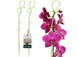 Kotarbau® Set Di 2 Supporti Per Piante In Pvc Verde 39 Cm Supporto Per Piante Rampicanti Supporto Per Piante Da Interno Supporto Per Piante Da Giardino Supporto Per Orchidee Supporto Per Piante Decorativo Supporto Per Piante Da Interno Aste Per Piante Rampicanti