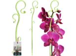 Kotarbau® Supporto Per Piante Verde Pvc 39 Cm Supporto Per Piante Da Interno Supporto Per Piante Da Giardino Orchidee Asta Di Sostegno Piante Supporto Decorativo Per Piante Da Interno Aste Per Piante Rampicanti