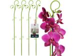 Kotarbau® Set Di 4 Supporti Per Piante In Pvc Verde Da 58 Cm Supporto Per Fiori Ausilio Per L'arrampicata Piante Da Interno Supporto Per Fiori Giardino Asta Di Supporto Per Orchidee Piante Supporto Decorativo Per Piante Da Interno Aste Per L'arrampicata Di Piante Da Interno