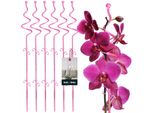 Kotarbau® Set Di 6 Supporti Per Piante Rosa Pvc 58 Cm Supporto Per Fiori A Spirale Ausilio Per L'arrampicata Piante Da Interno Supporto Per Fiori Giardino Orchidee Asta Di Supporto Piante Supporto Decorativo Per Piante Da Interno Aste Di Arrampicata Piante Da Interno