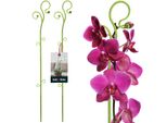 Kotarbau® Set Di 2 Supporti Per Piante Verde Pvc 58 Cm Supporto Per Fiori Ausilio Per L'arrampicata Piante Da Interno Supporto Per Fiori Giardino Orchidee Asta Di Supporto Piante Supporto Decorativo Per Piante Da Interno Aste Per Arrampicata Piante Da Interno
