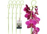 Kotarbau® Set Di 4 Supporti Per Piante In Pvc Verde 39 Cm Supporto Per Piante Rampicanti Supporto Per Piante Da Interno Supporto Per Orchidee Da Giardino Supporto Per Piante Supporto Decorativo Per Piante Da Interno Aste Per Piante Rampicanti