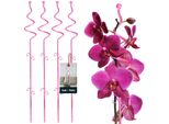 Kotarbau® Set Di 4 Supporti Per Piante Rosa Pvc 58 Cm Supporto Per Fiori A Spirale Ausilio Per L'arrampicata Piante Da Interno Supporto Per Fiori Giardino Orchidee Asta Di Supporto Piante Supporto Decorativo Per Piante Da Interno Aste Di Arrampicata Piante Da Interno