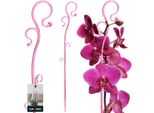 Kotarbau® Supporto Per Piante Rosa 39 Cm Pvc Supporto Per Fiori Ausilio Per L'arrampicata Piante Da Interno Supporto Per Fiori Giardino Bastone Per Orchidee Supporto Per Piante Supporto Decorativo Per Piante Da Interno Bastoni Per Arrampicata Piante