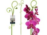 Kotarbau® Supporto Per Piante Verde Pvc 58 Cm Supporto Per Piante Da Interno Supporto Per Piante Da Giardino Orchidee Asta Di Sostegno Piante Supporto Decorativo Per Piante Da Interno Aste Per Piante Rampicanti