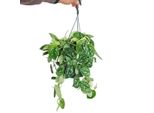 Edera - Scindapsus Pictus Arguraeus Nel Cesto Appeso 15 Cm