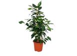 Ficus Danielle Cuore Esotico Di Betulla Foglie Verde Scuro 1 Pianta Facile Da Curare Depurazione Dell'aria Vaso Da 12 Cm