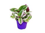 Fiore Esotico A Cuore Triplo Tradescantia "Nanouk"" Pianta Da Appartamento Ricadente Di Facile Manutenzione Vaso Da 9 Cm Rosa"