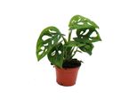Mini Pianta Monstera Monkey Mask Window Leaf Ideale Per Piccole Ciotole E Vasi Baby Plant In Vaso Da 5,5 Cm