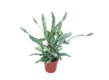 Punti Di Felce "Blue Star"", Phlebodium Aureum, 12Cm"
