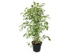 Ficus Benjamini "Twighlight"" In Vaso Da 17 Cm"