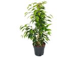Ficus Benjamini "Anastasia"" In Vaso Da 17 Cm"