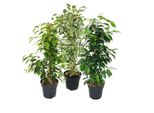 Ficus Benjamini - Set Di 3 - Anastasia - Twighlight - Danielle In Vaso Da 17 Cm