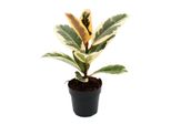 Albero Della Gomma Bianco - Ficus Elastica "Tineke"" - Vaso Da 11 Cm"