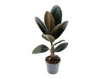 Albero Della Gomma - Ficus Elastica "Abidjan"" - Vaso Da 11 Cm"