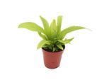 Mini Pianta Asplenium Antiquum Felce Del Nido Ideale Per Piccole Ciotole E Vasi Pianta Piccola In Vaso Da 5,5 Cm