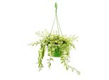 Pianta D'appartamento Da Appendere - Aeschynanthus Bicolor - Fiore Pubico Variegato - Cesto Appeso Da 14 Cm