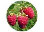 Lampone Gigante - 50 Semi - Rubus Idaeus - Per Piante Perenni - Frutti Sani E Ricchi Di Vitamine