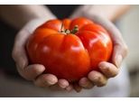 Semi Di Pomodoro "Red Juicy Giant"" / 50 Semi / Pomodoro Gigante / Semi Di Ortaggi / Autosufficiente"