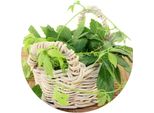 Jiaogulan / Gynostemma Pentaphyllum / Erba Dell'immortalità / 50 Semi