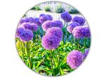 Porro Gigante / Porro Ornamentale (Allium Giganteum) / 50 Semi / Cresce Fino A Un'altezza Di 80 - 150 Cm / Resistente / Perenne