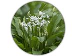 Semi Di Aglio Selvatico - 30 Semi - Aglio Selvatico - Piante Perenni - Aglio Selvatico - Allium Ursinum