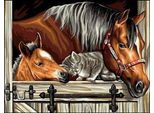 Quadro Diamantato Norimpex Cavallo E Gatto 30X40Cm