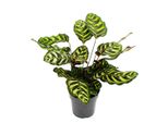 Pianta Da Ombra Con Un Particolare Disegno Fogliare Calathea Makoyana Basket Marante Vaso Da 14 Cm Circa 35-40 Cm Di Altezza
