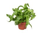 Asplenium Antiquum Vaso Hurricane 12 Cm Ø Felce Da Nido - Pianta D'appartamento Che Purifica L'aria - Pianta Verde