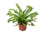 Asplenium Nidus Crissie Vaso 12 Cm Ø Felce Nido - Pianta D'appartamento Che Purifica L'aria - Pianta Verde